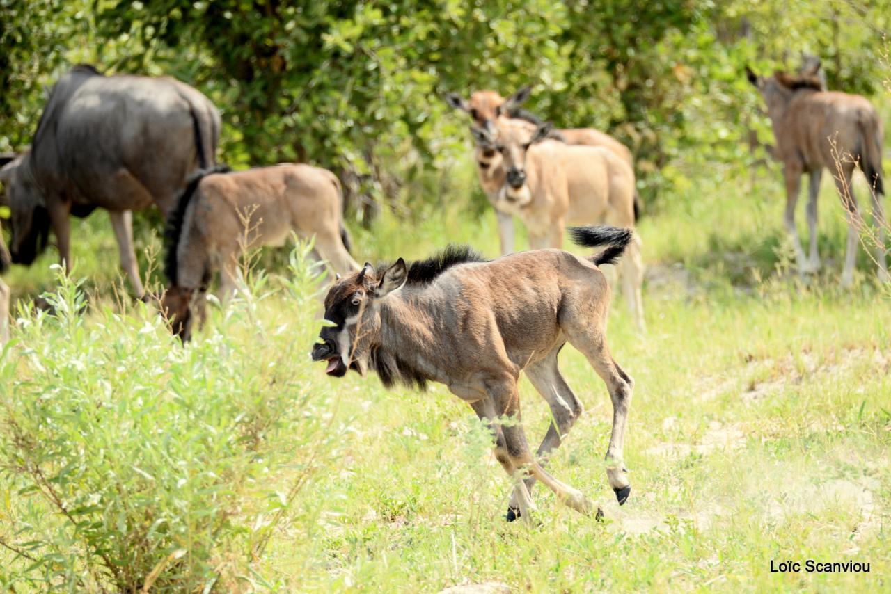 Gnou/Wildebeest (12)