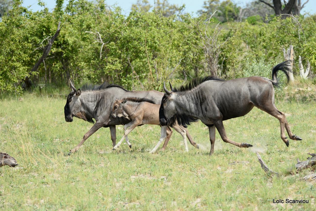 Gnou/Wildebeest (13)