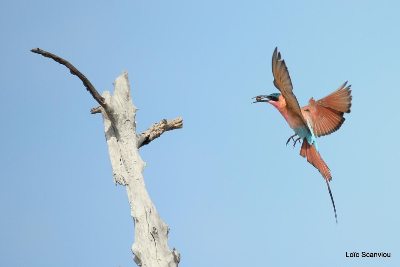 Guêpier carmin/Southern Carmine Bee-Eater (4)
