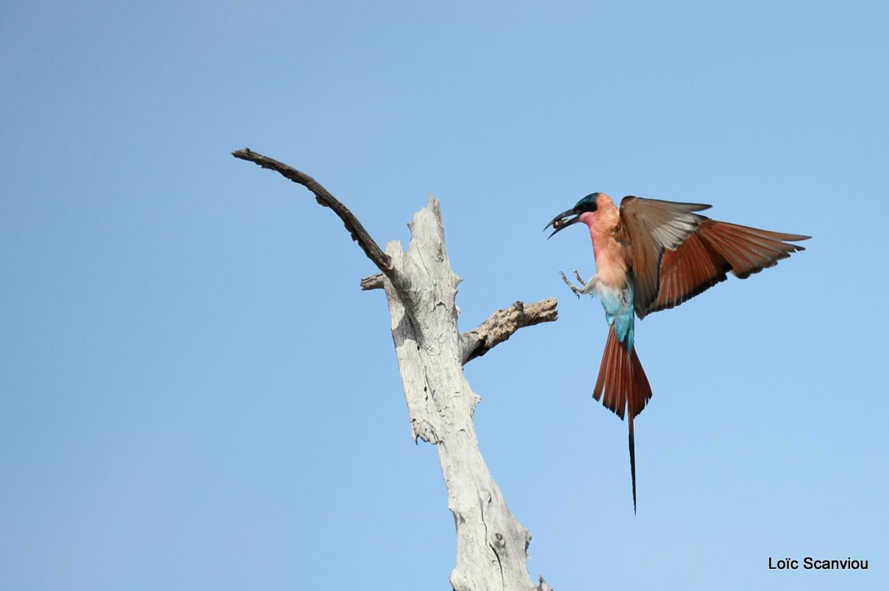 Guêpier carmin/Southern Carmine Bee-Eater (5)