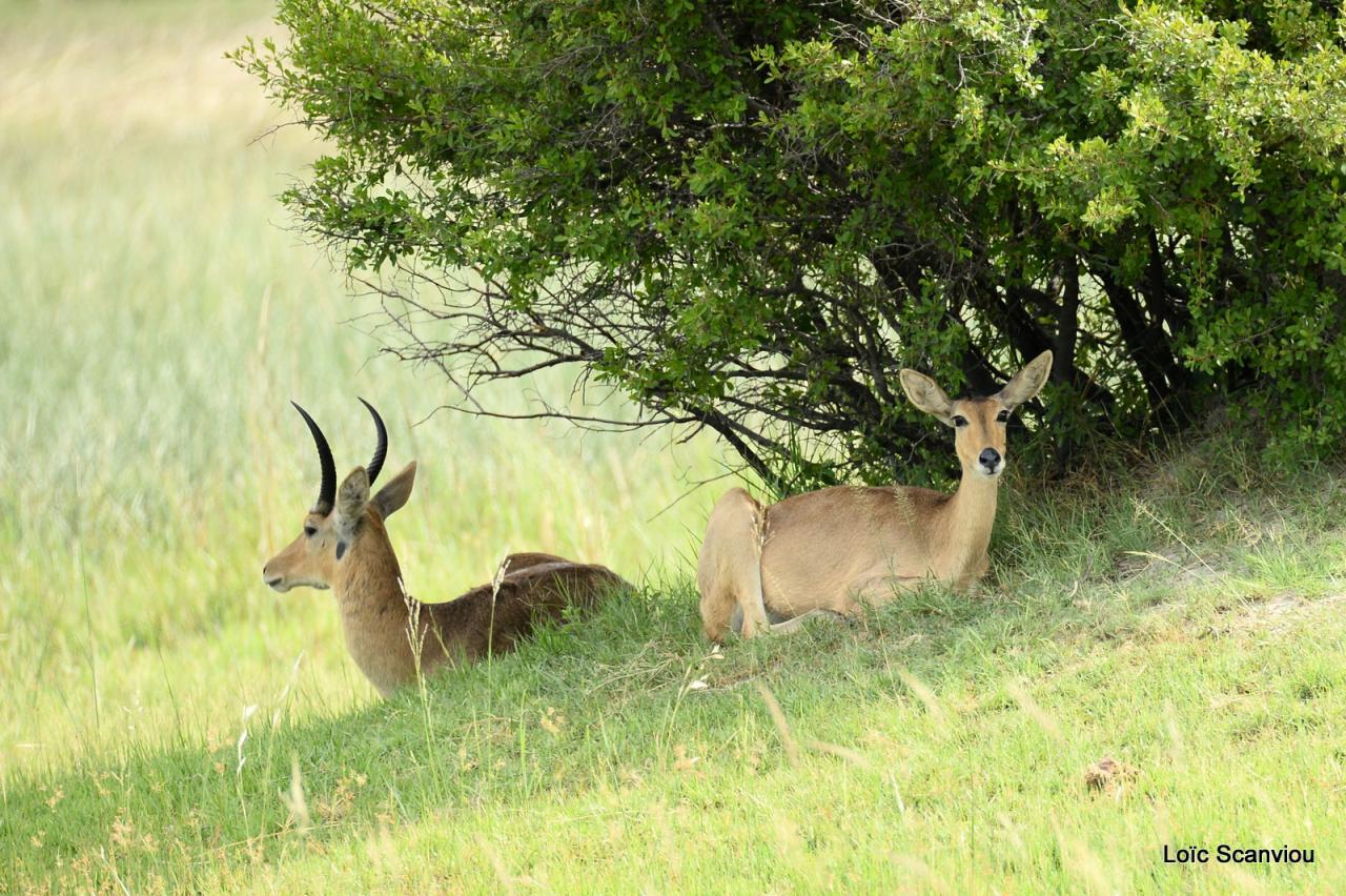 Redunca/Reedbuck (3)