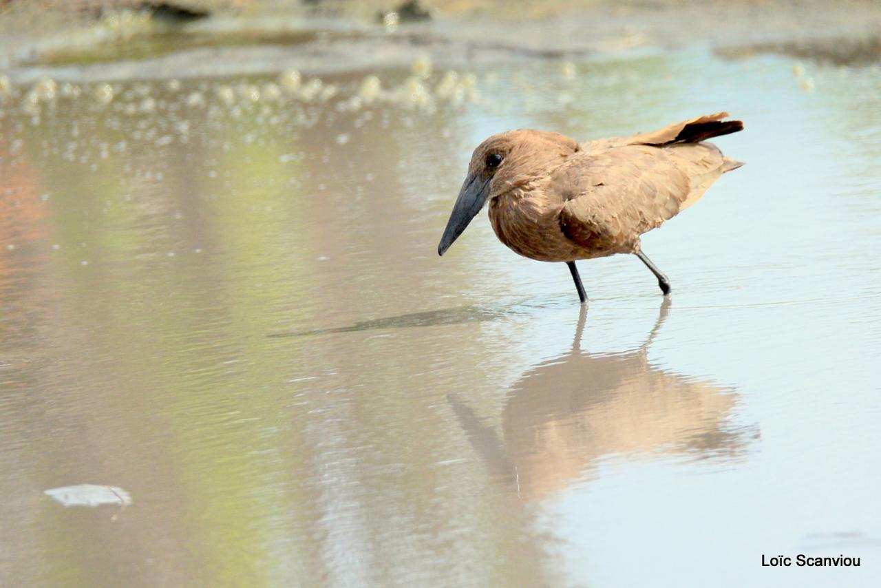 Ombrette/Hamerkop (1)