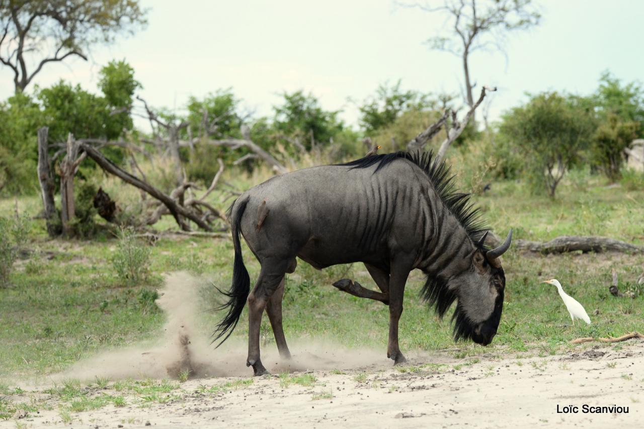 Gnou/Wildebeest (14)
