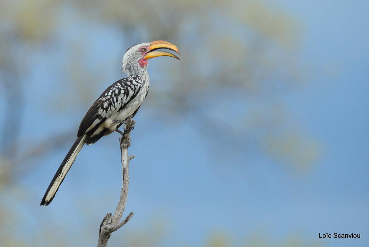 Calao à bec jaune/Yellow-billed Hornbill (1)
