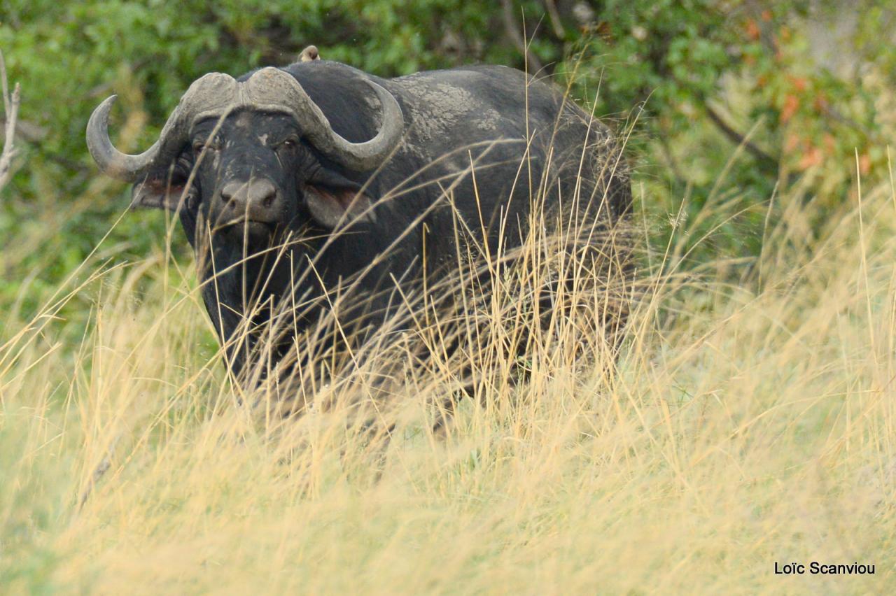 Buffle du Cap/Cape Buffalo (1)
