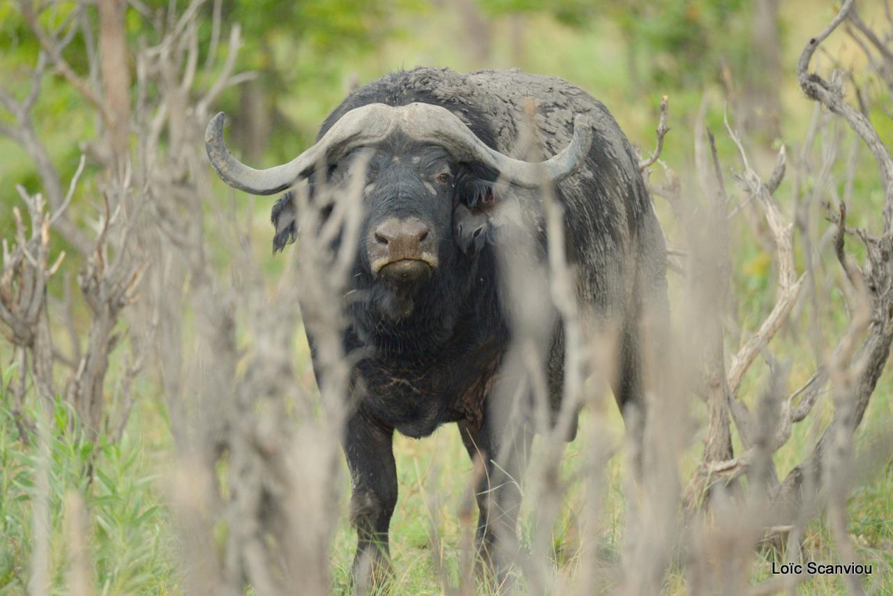 Buffle du Cap/Cape Buffalo (2)