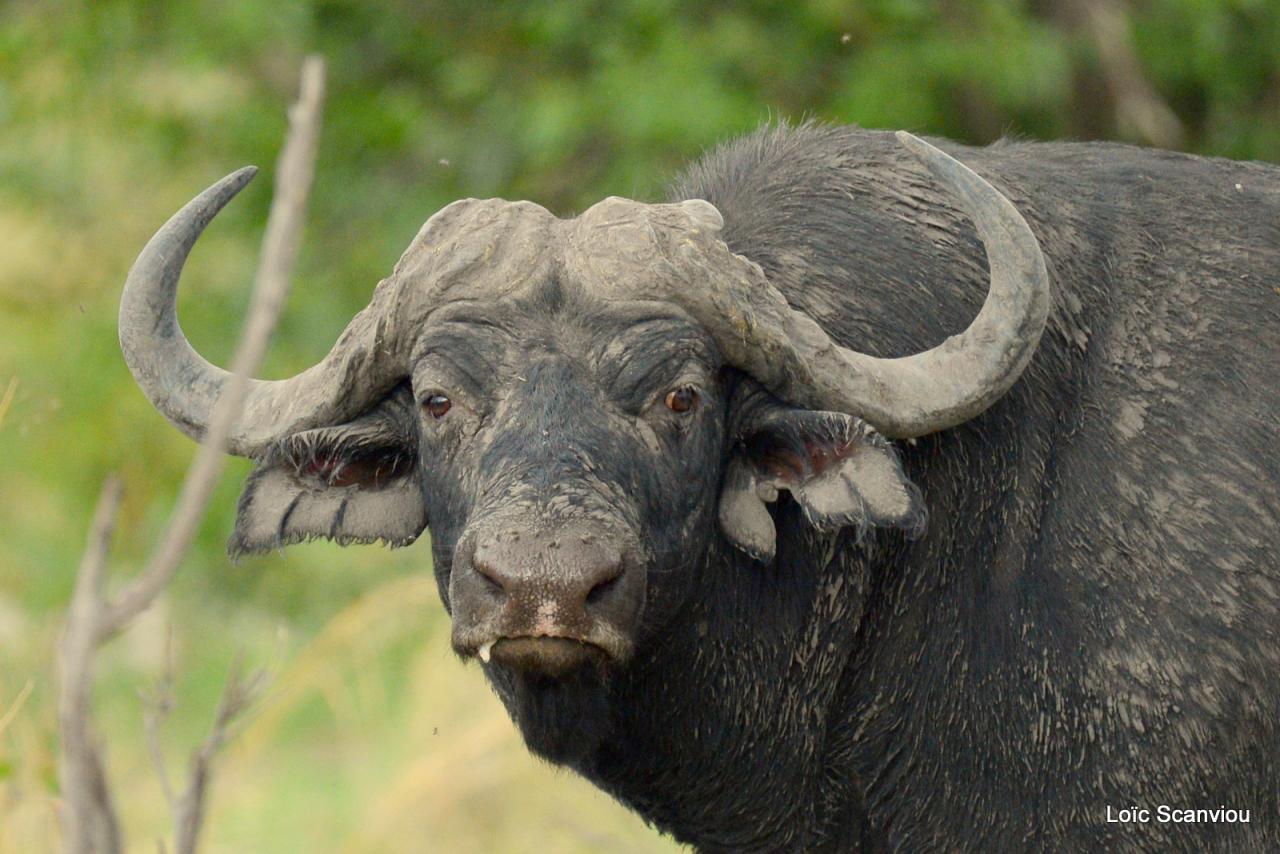 Buffle du Cap/Cape Buffalo (3)