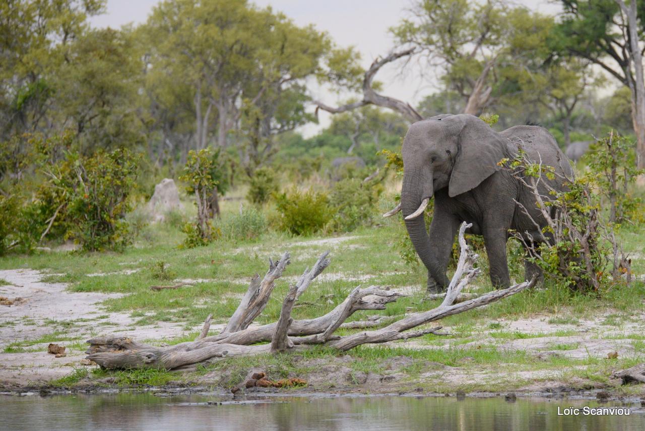 Eléphant (32)