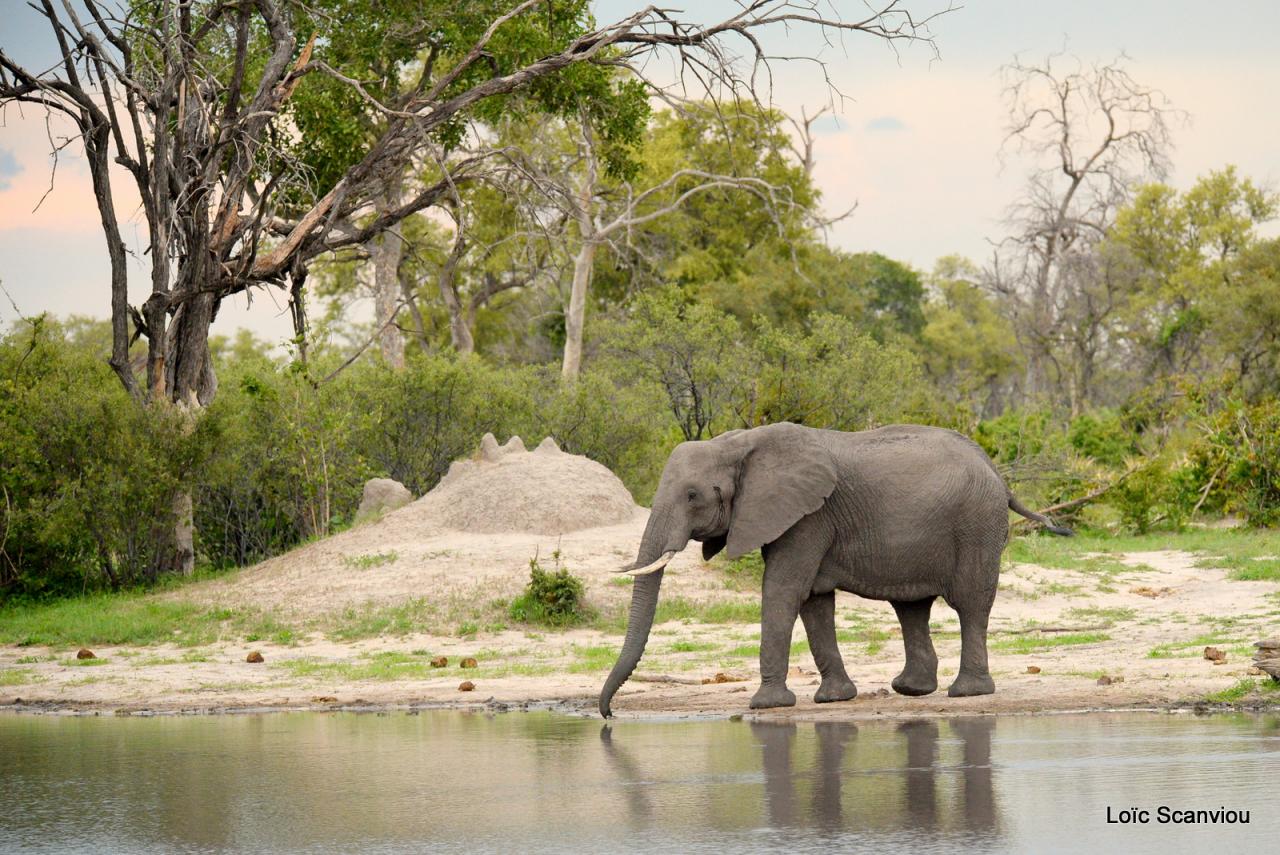 Eléphant (33)
