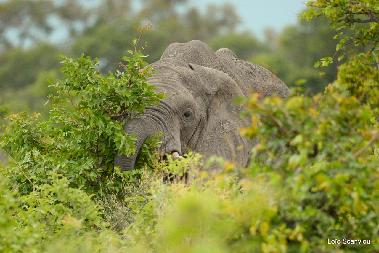 Eléphant (34)