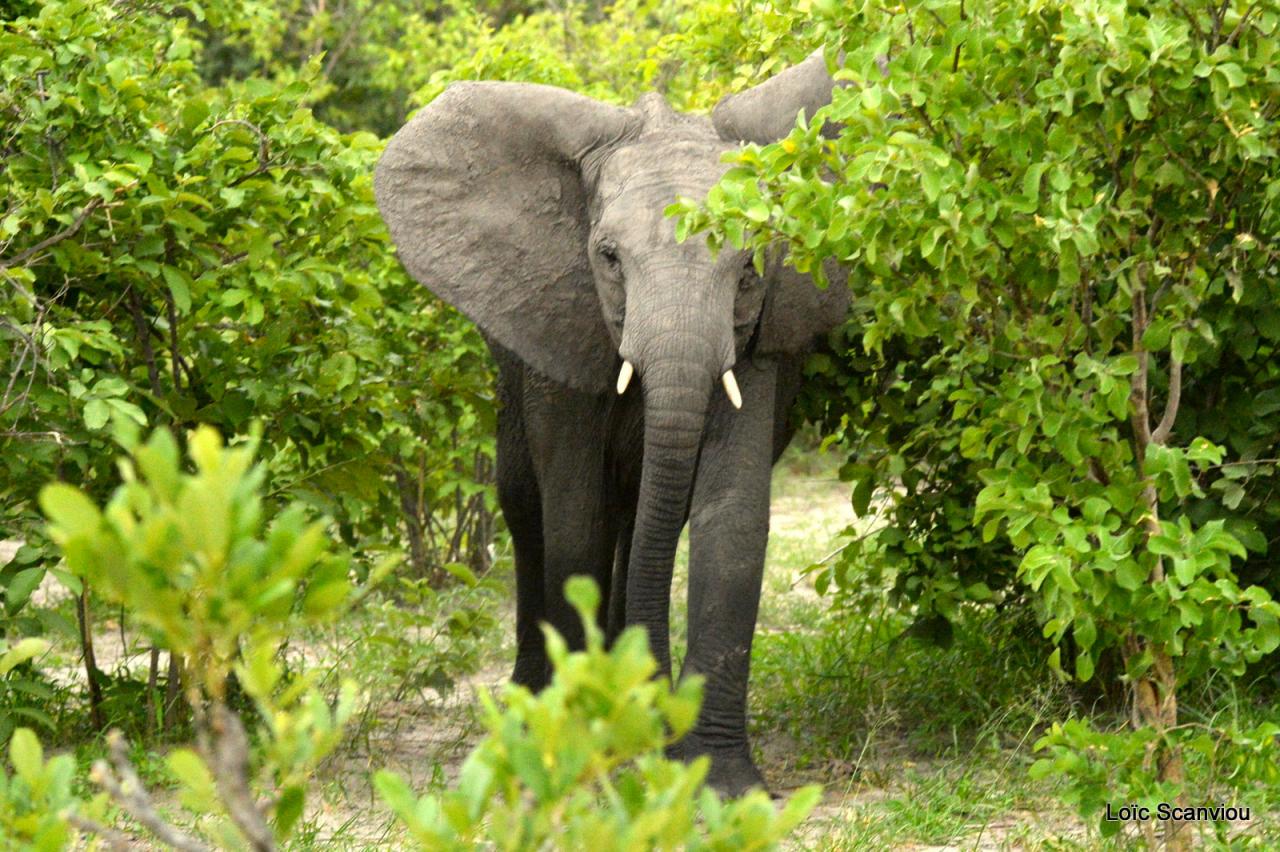 Eléphant (35)