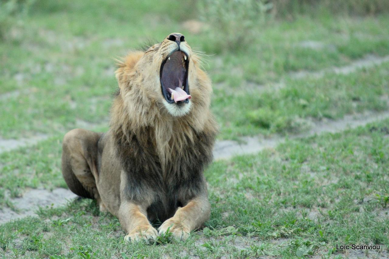 Lion (41)