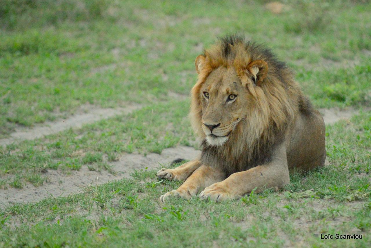 Lion (42)