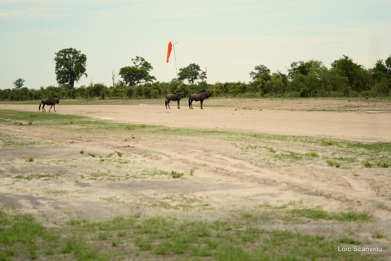 Gnou/Wildebeest 
