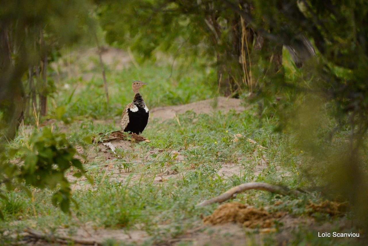 Outarde à ventre noir/Black-bellied Bustard (1)