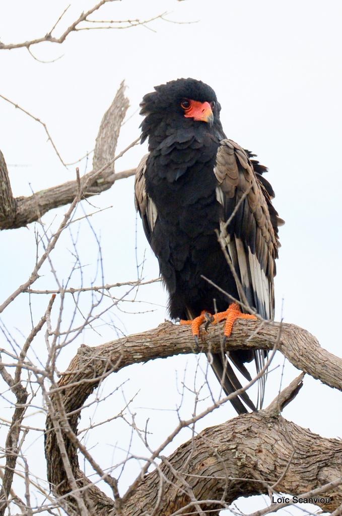 Aigle bateleur/Bateleur Eagle (1)