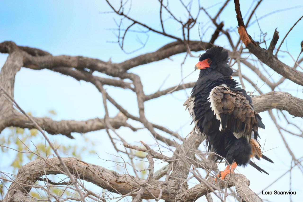 Aigle bateleur/Bateleur Eagle (2)