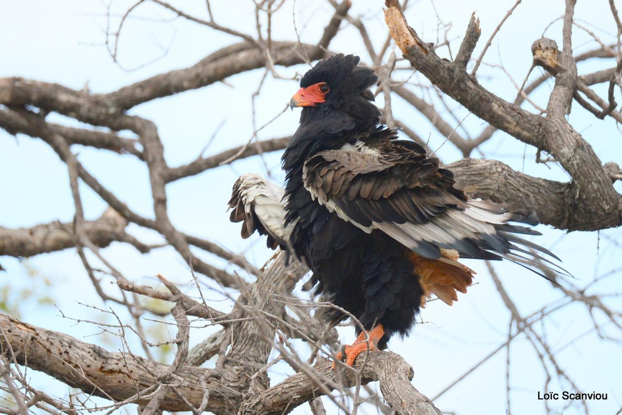 Aigle bateleur/Bateleur Eagle (3)