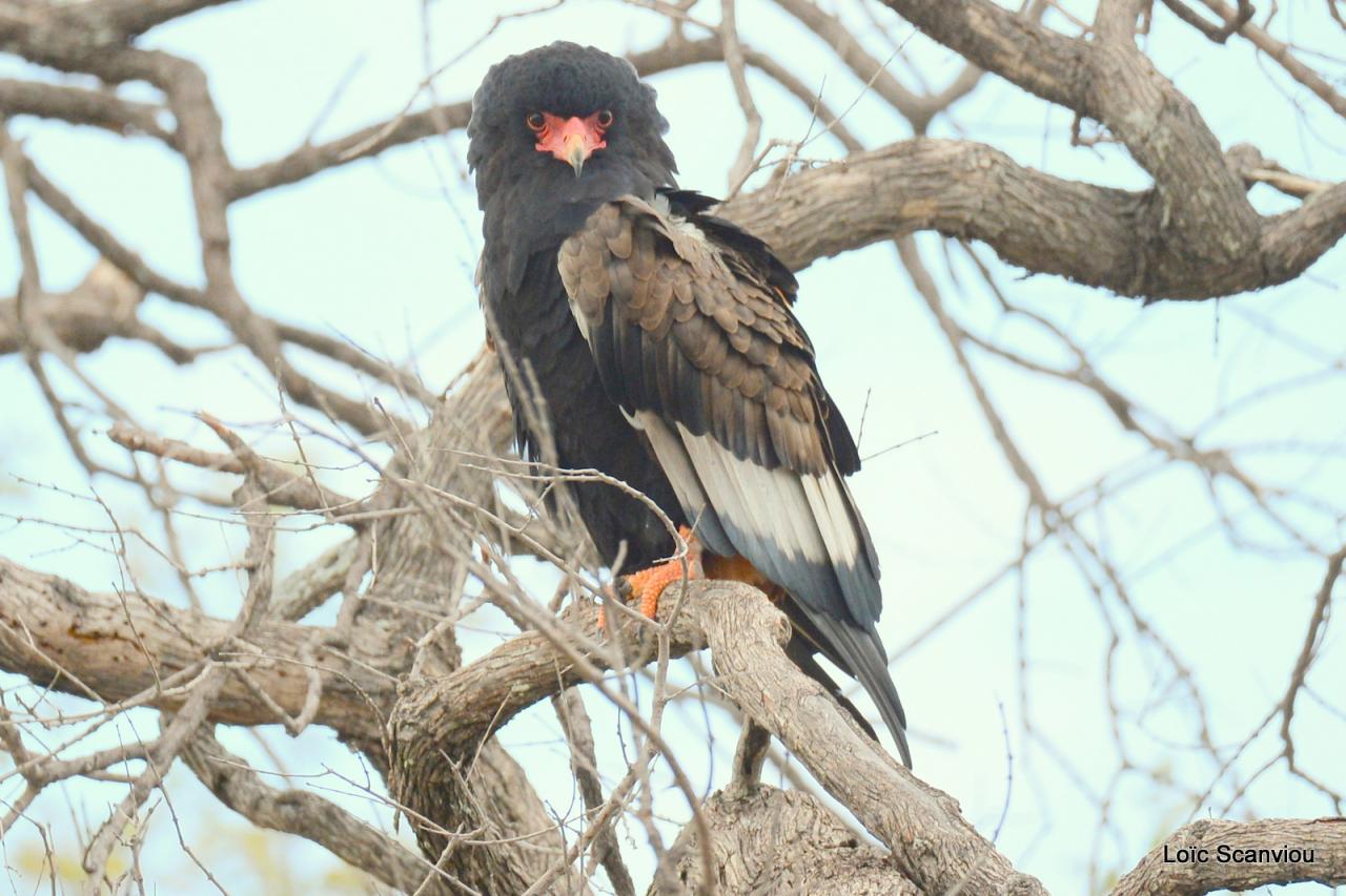 Aigle bateleur/Bateleur Eagle (4)