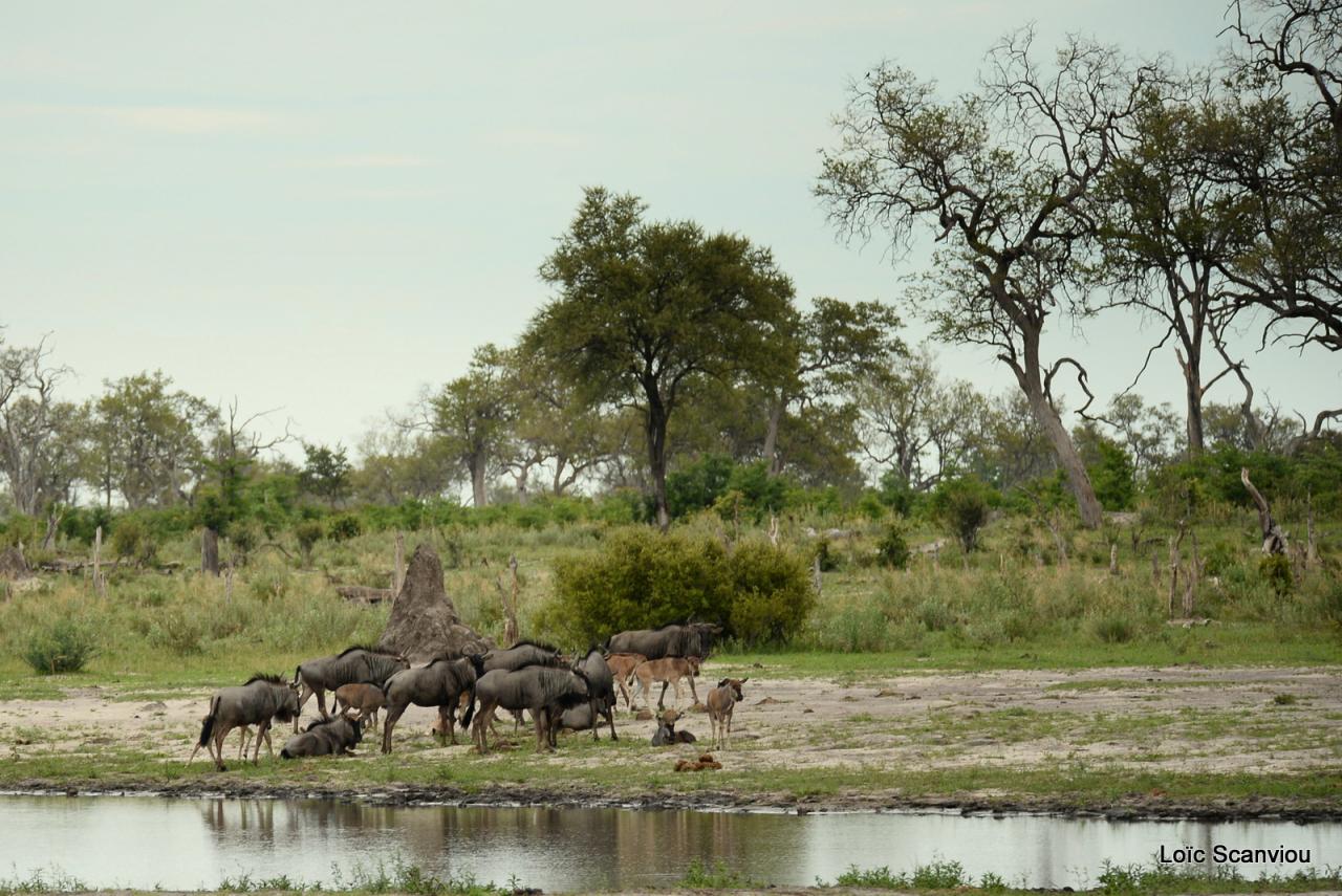 Gnou/Wildebeest (15)