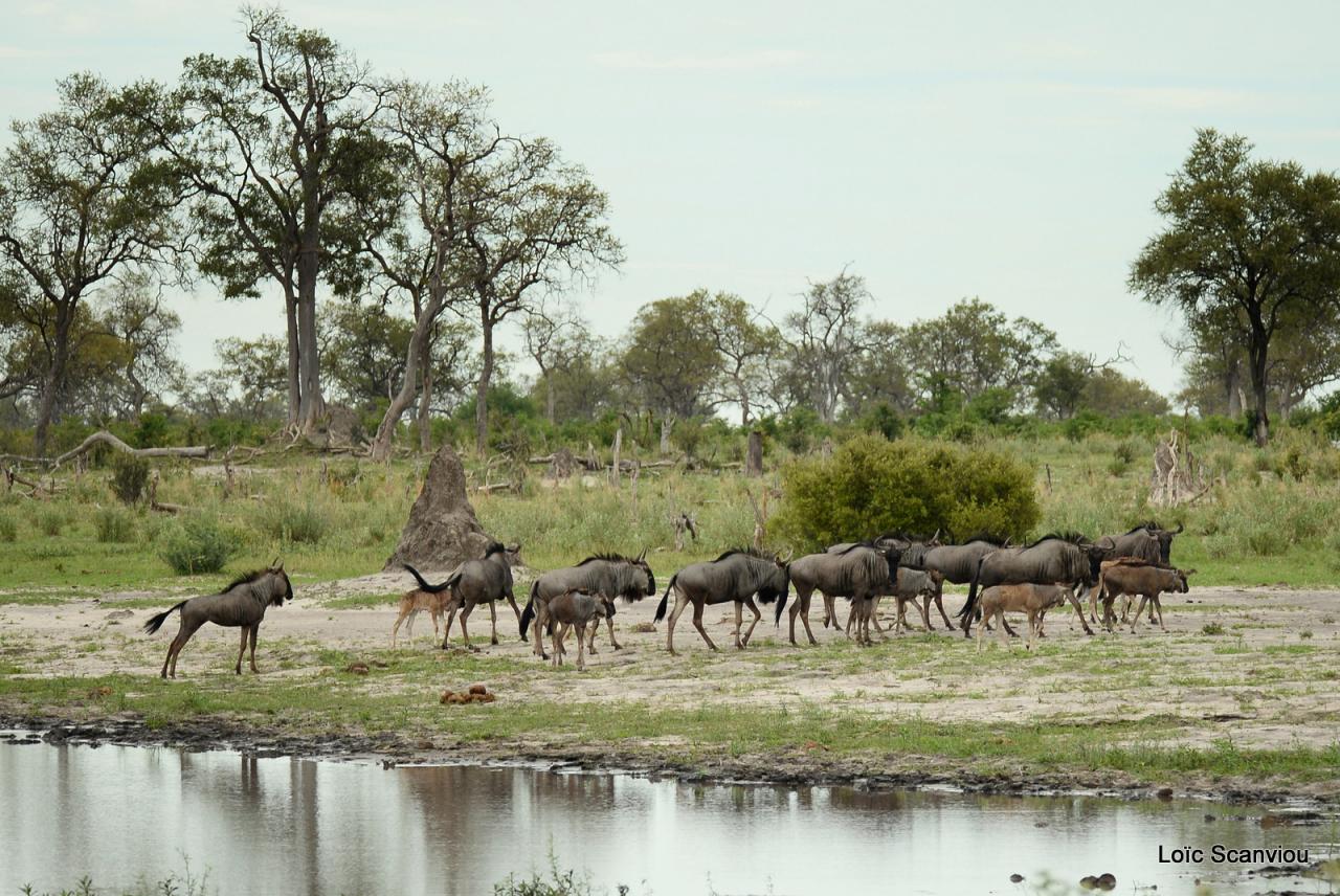 Gnou/Wildebeest (16)