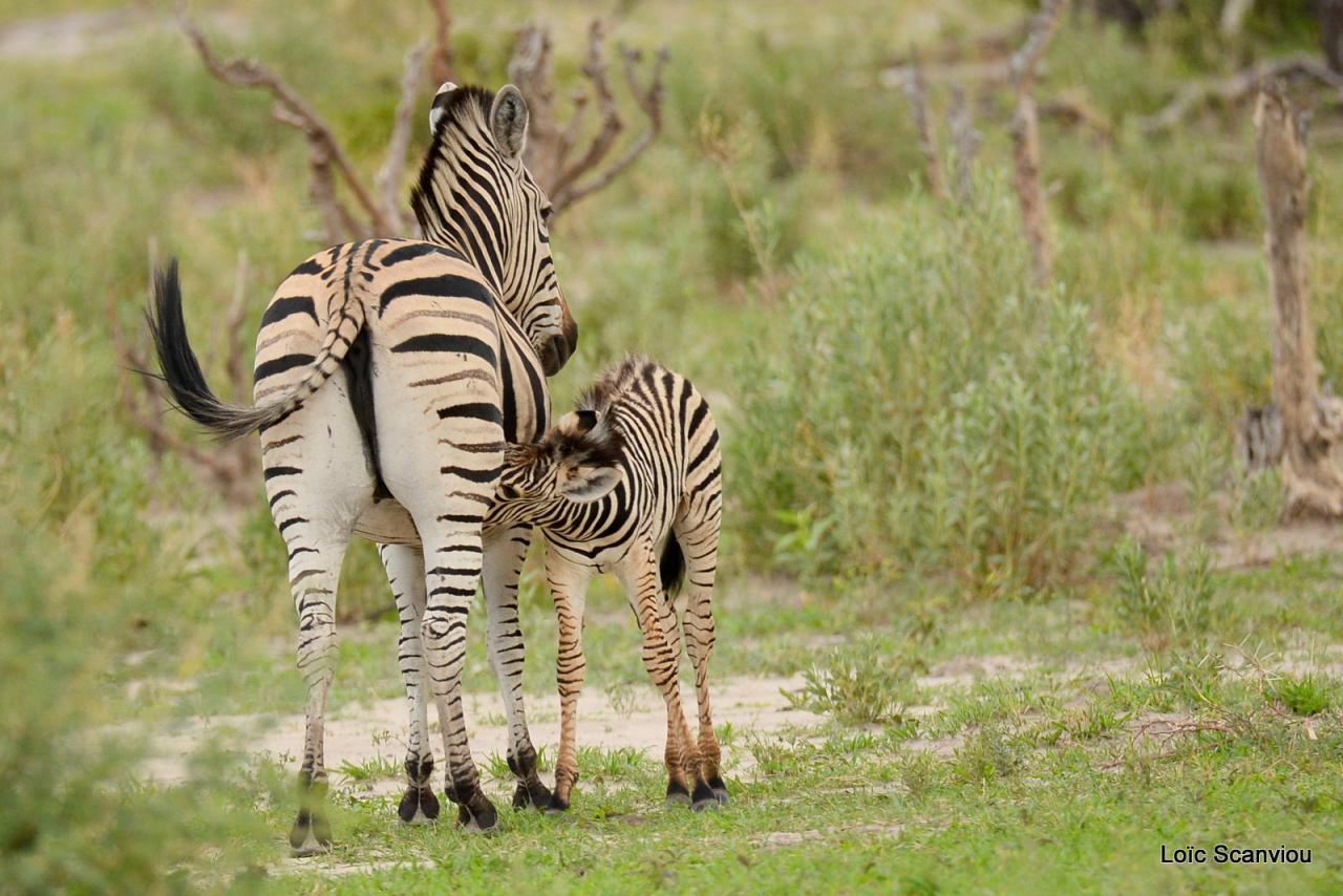 Zèbre/Zebra (9)