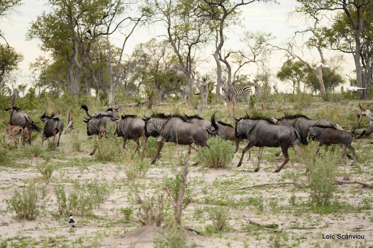 Gnou/Wildebeest (17)