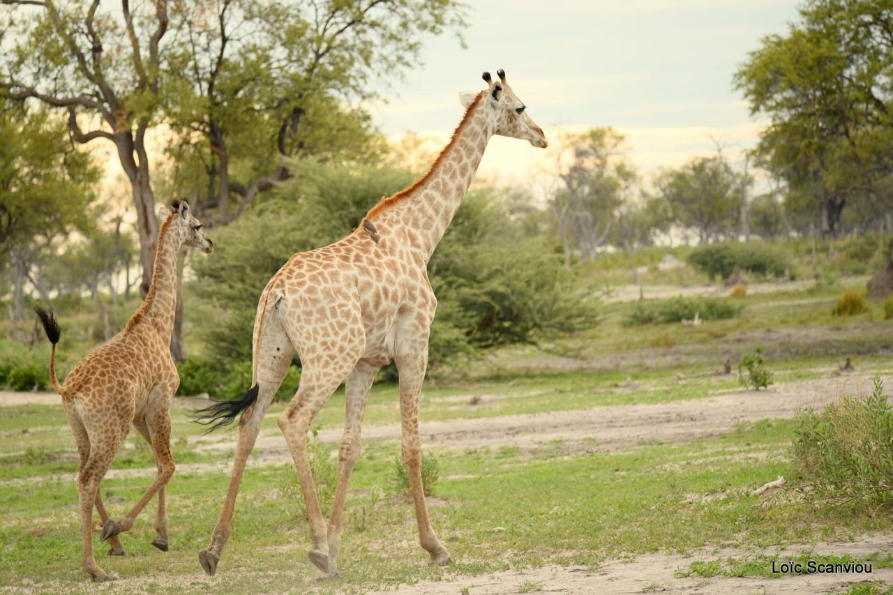 Girafe/Giraffe (3)