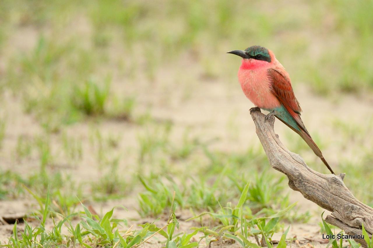 Guêpier carmin/Southern Carmine Bee-Eater (6)