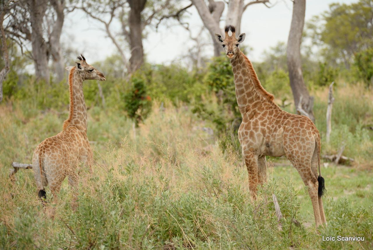 Girafe/Giraffe (4)