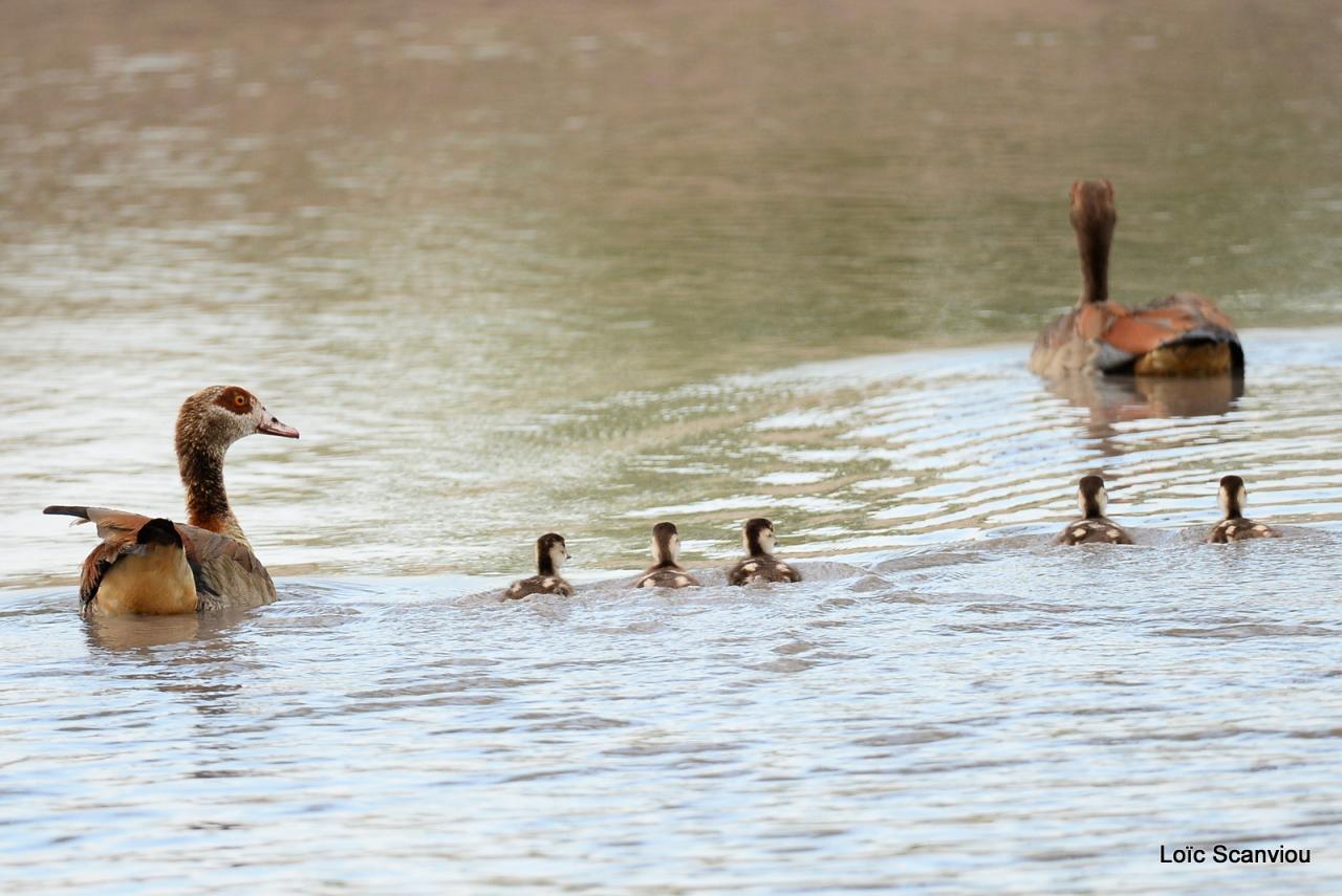 Ouette d'Egypte/Egyptian Goose (1)