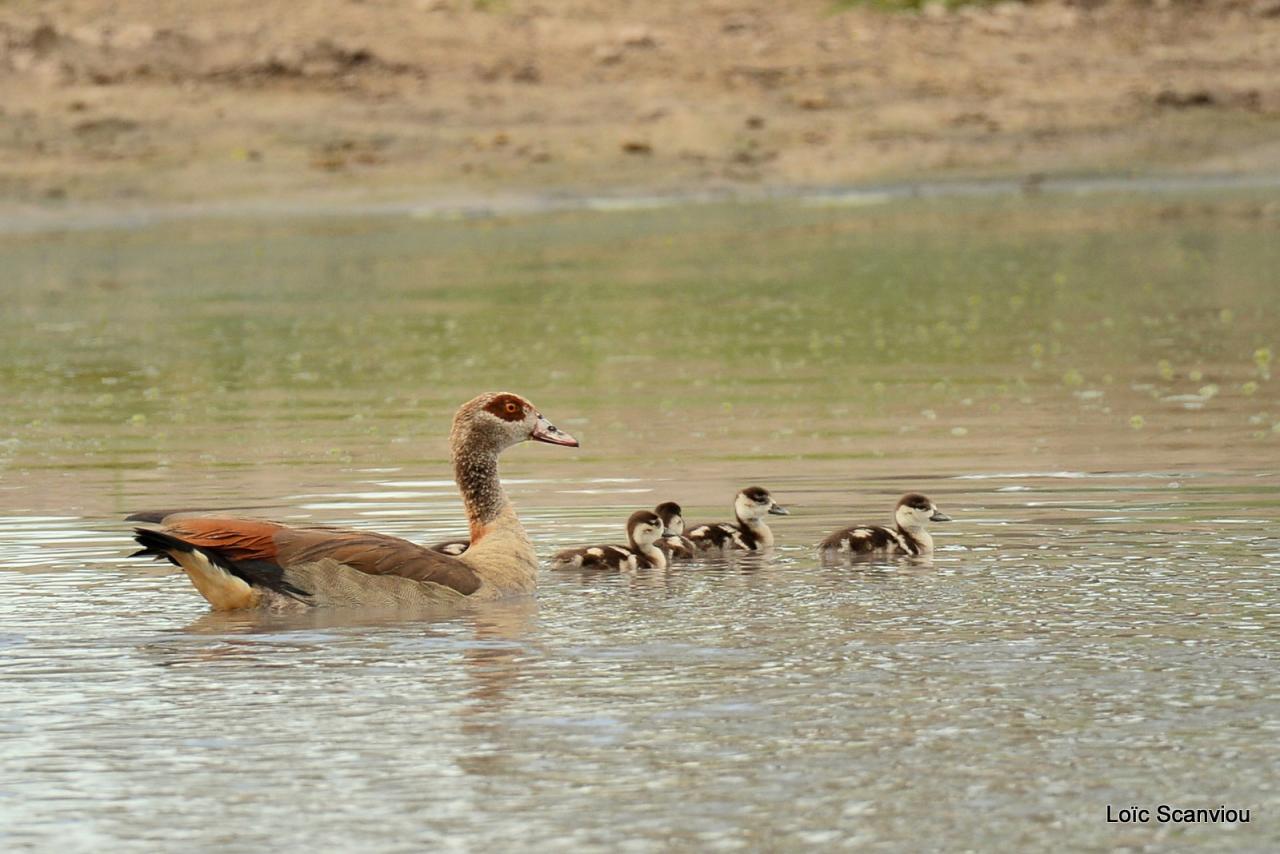 Ouette d'Egypte/Egyptian Goose (2)