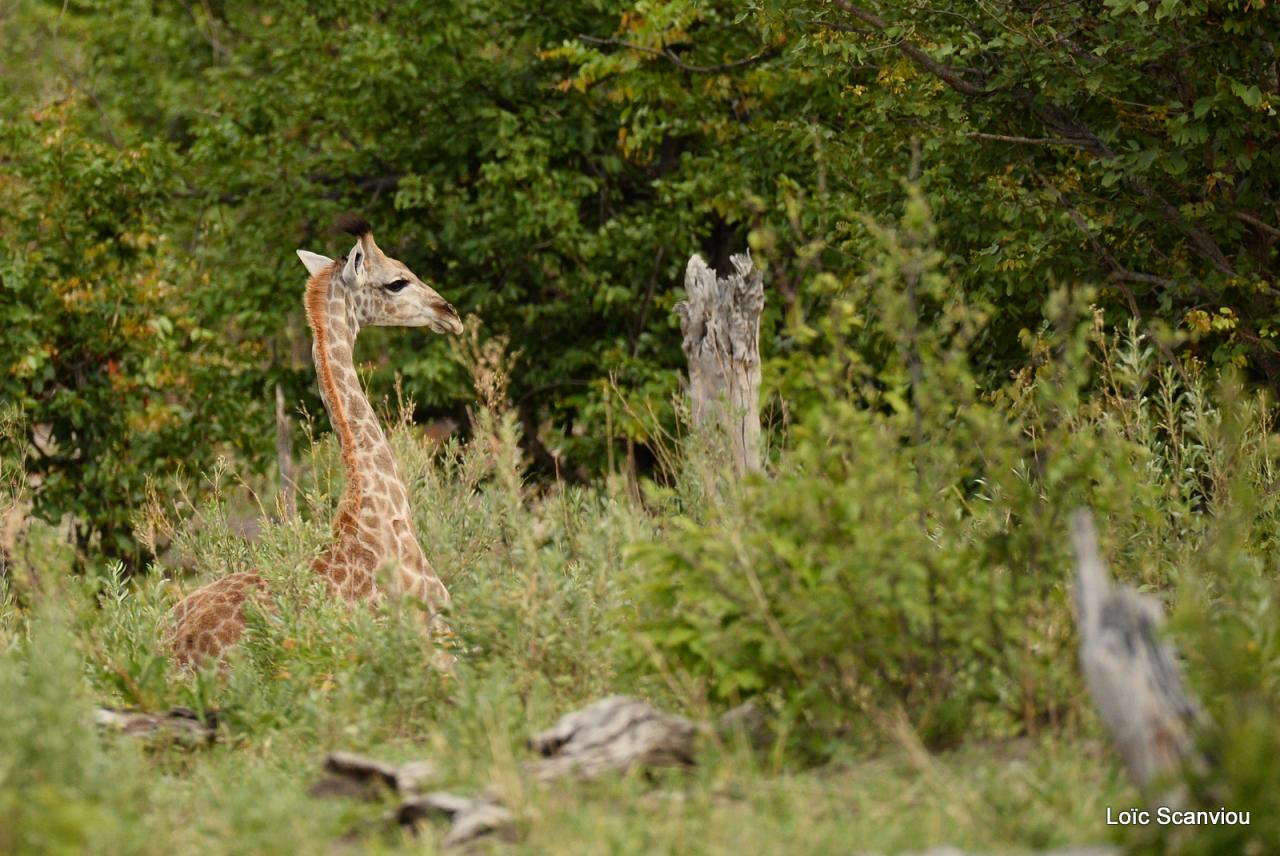 Girafe/Giraffe (5)