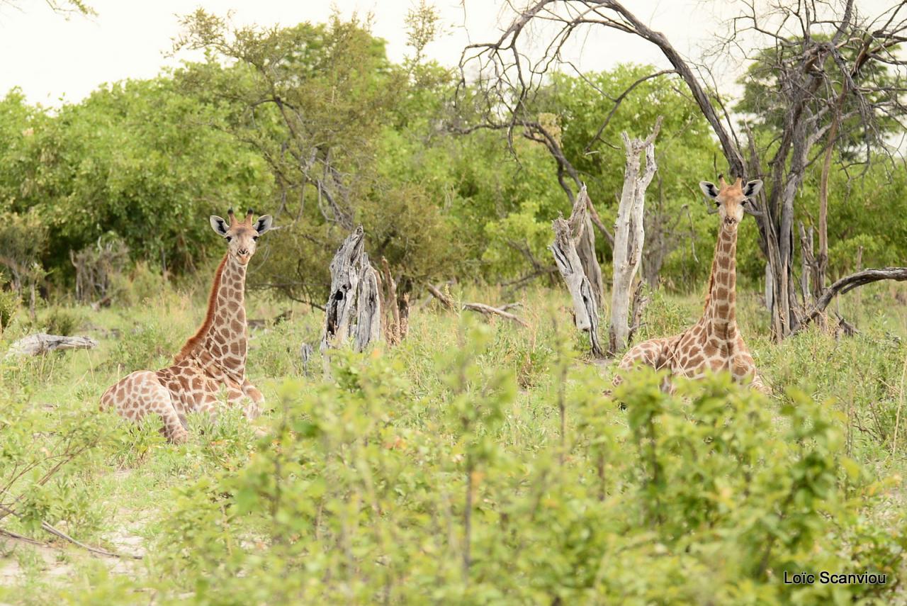 Girafe/Giraffe (6)
