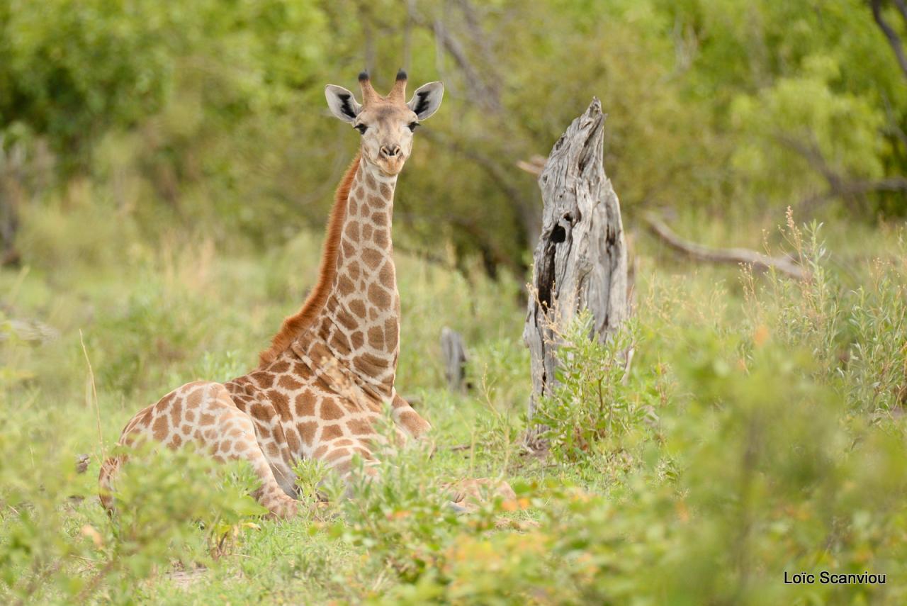 Girafe/Giraffe (7)