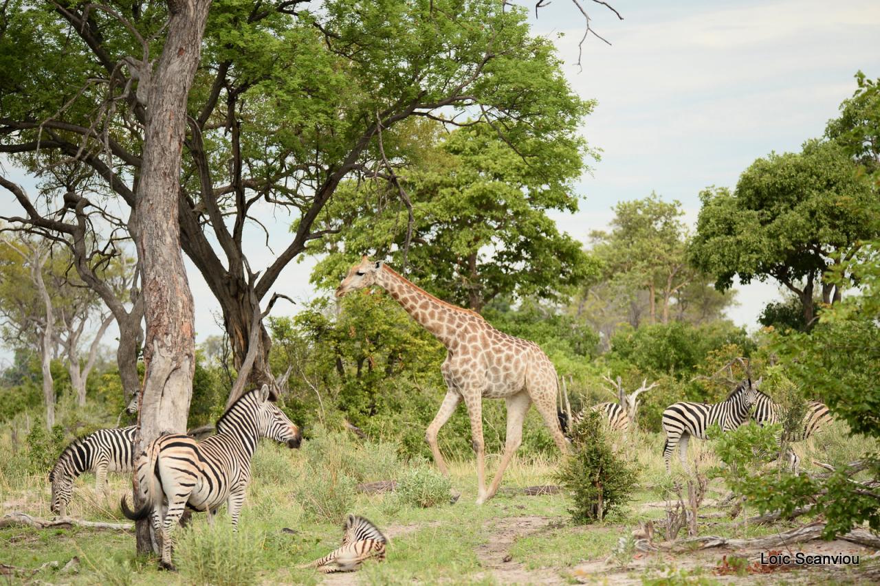 Girafe/Giraffe (8)