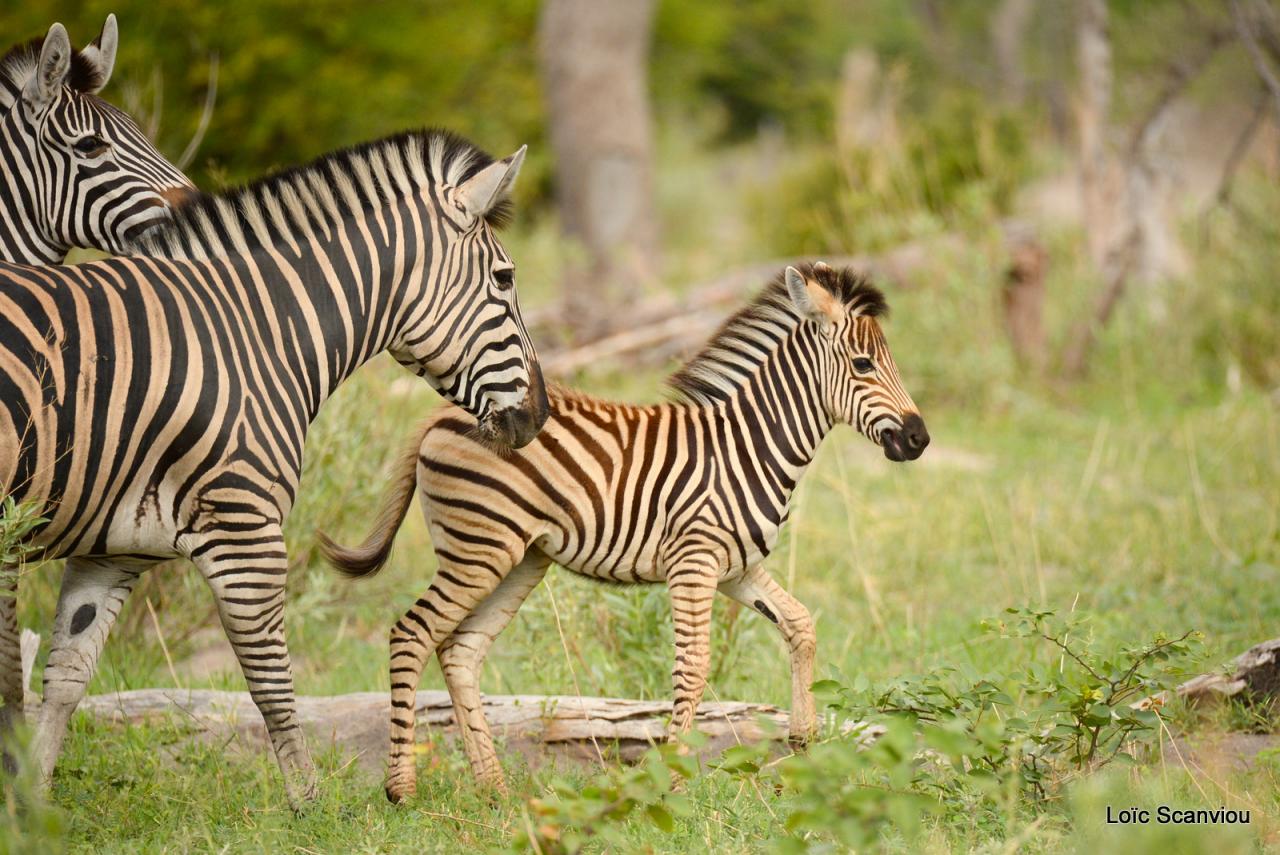 Zèbre/Zebra (11)