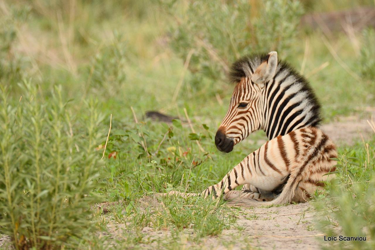 Zèbre/Zebra (12)