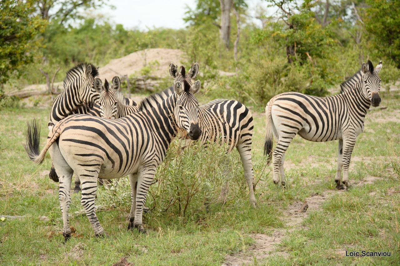 Zèbre/Zebra (13)