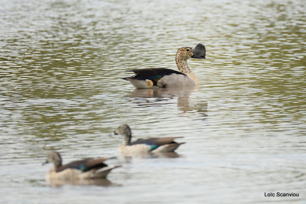 Canard à bosse/Comb Duck (2)