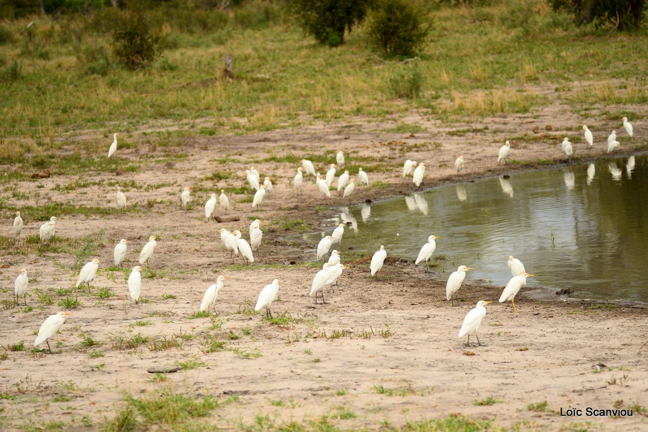 Héron garde-boeufs/Cattle Egret (1)