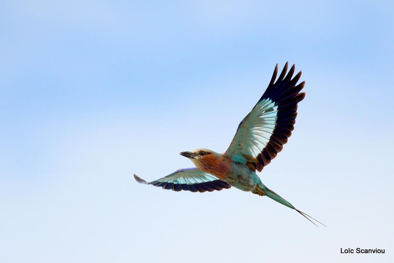 Rollier à longs brins/Lilac-breasted Roller (1)