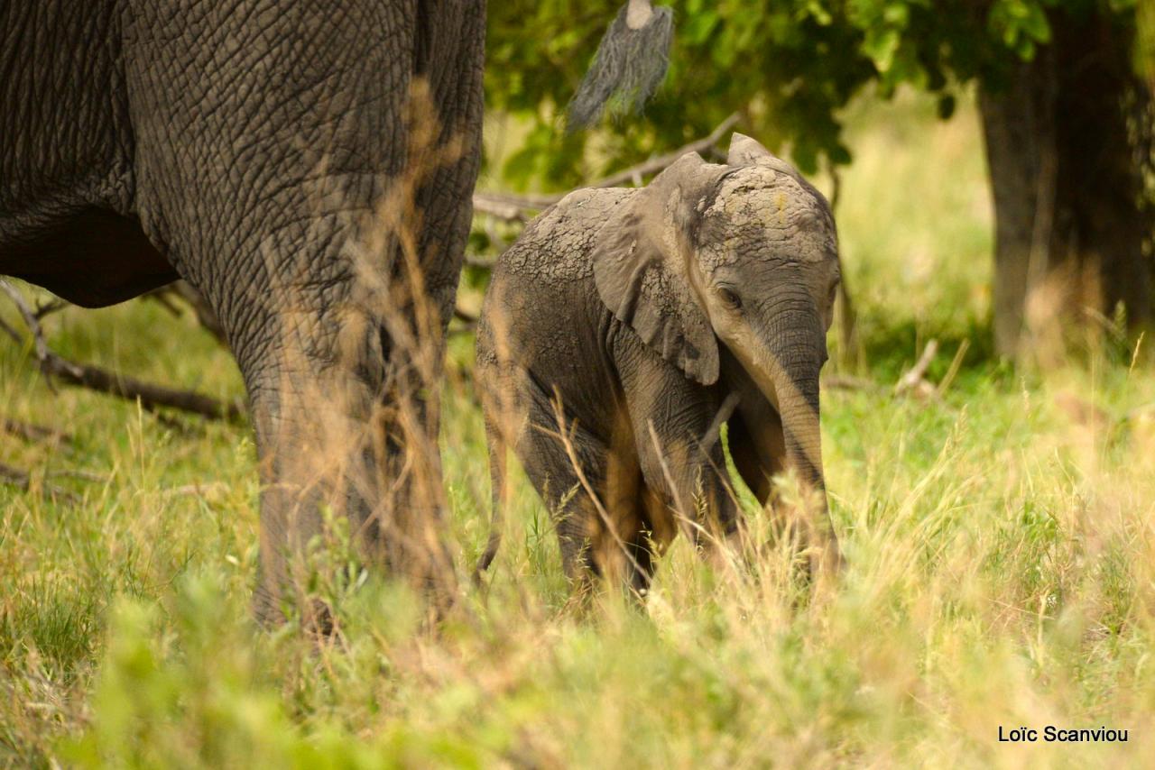 Eléphant (39)