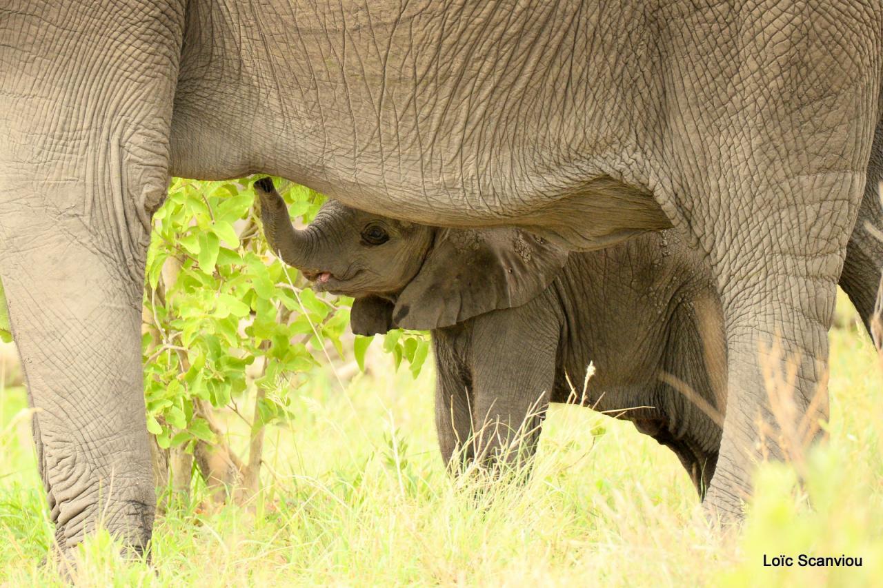 Eléphant (40)