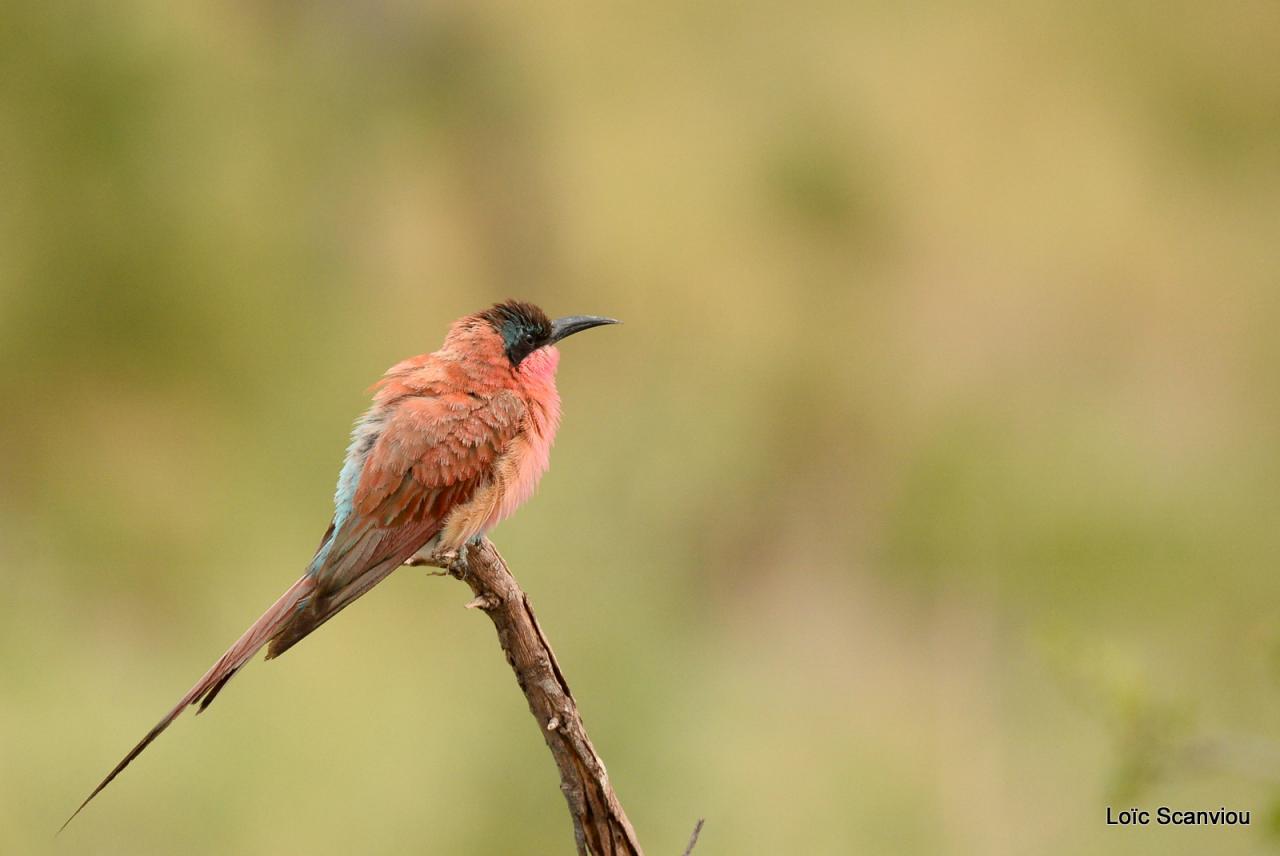 Guêpier carmin/Southern Carmine Bee-Eater (7)