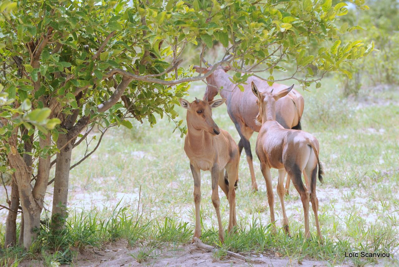 Bubale/Hartebeest (1)