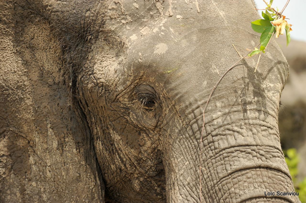 Eléphant (42)