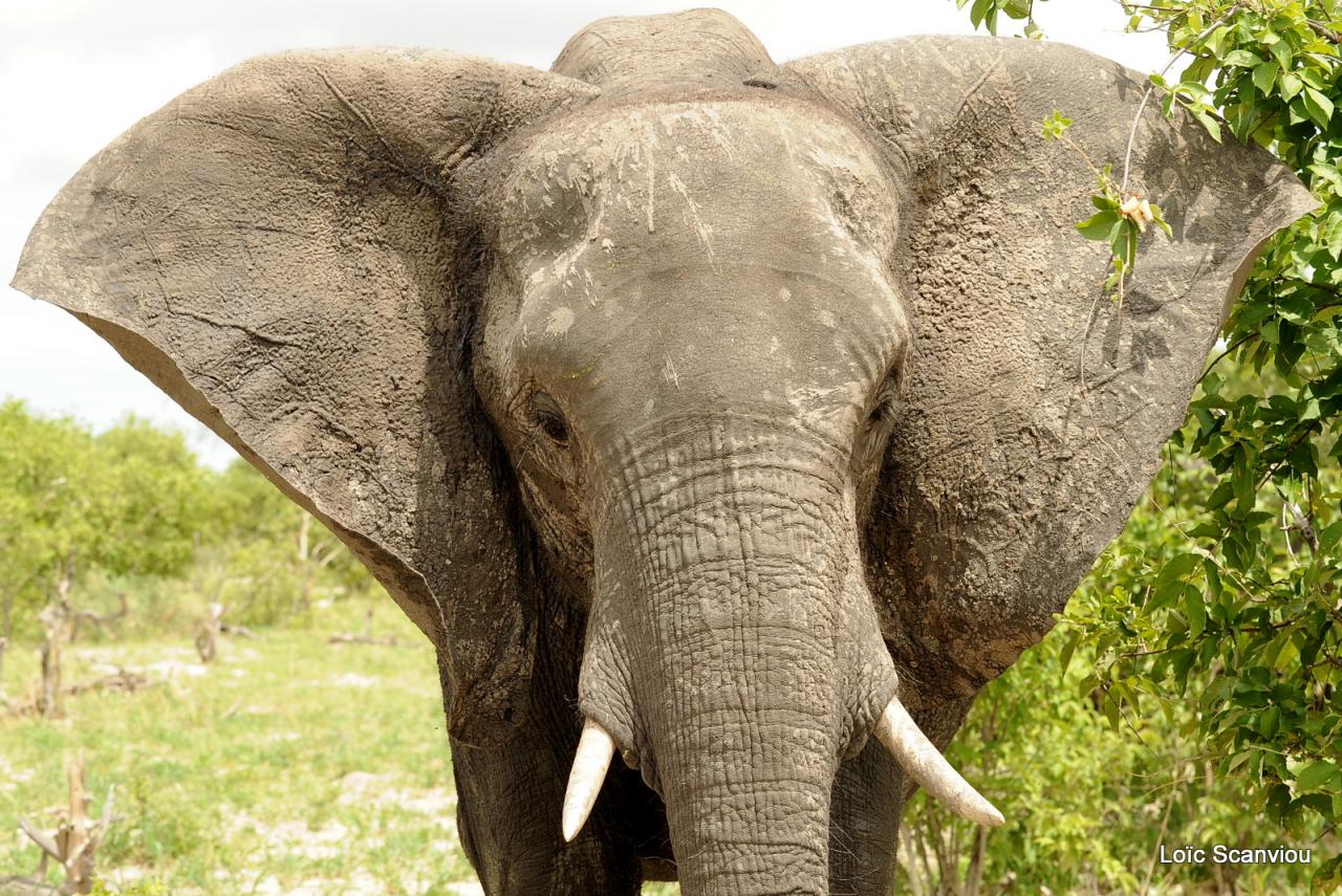 Eléphant (43)