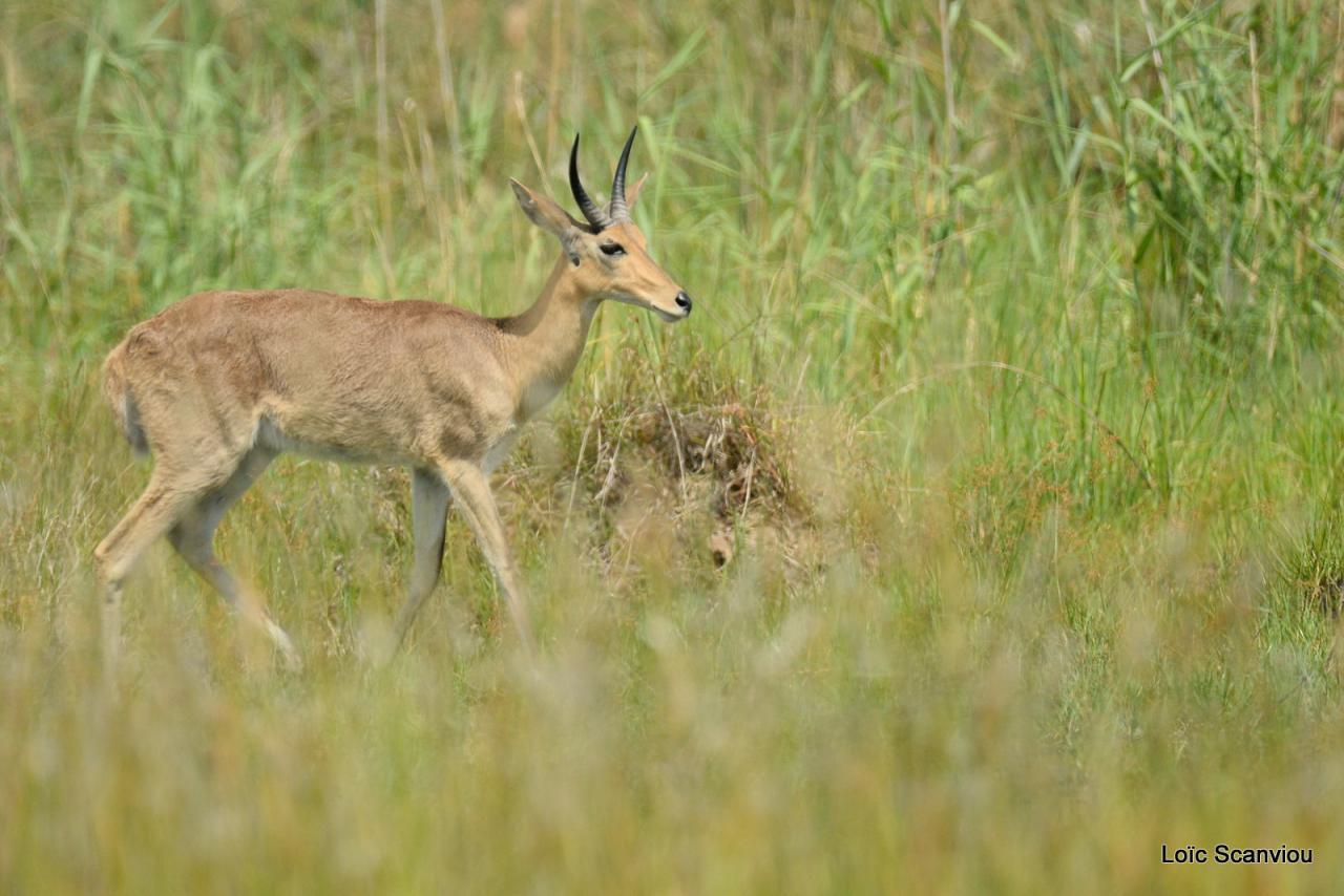 Redunca/Reedbuck (1)