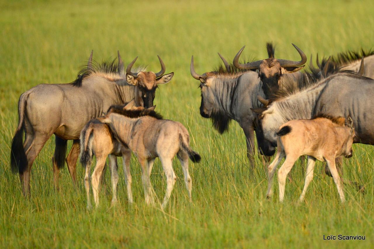Gnou/Wildebeest (6)